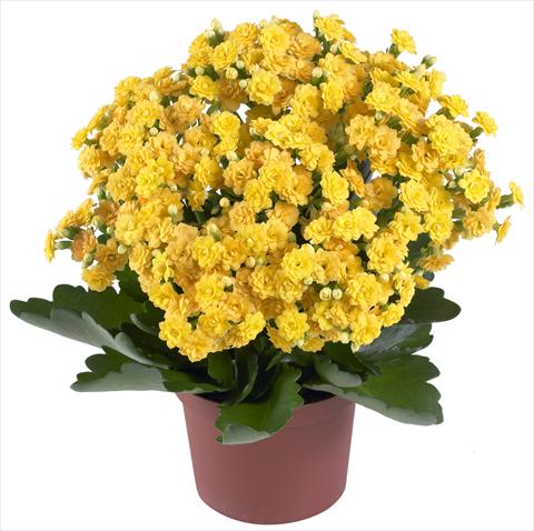 Foto fiore da  Vaso e aiola Kalanchoe Calandiva® Jamaica