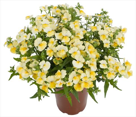 Foto fiore da  Basket vaso o aiuola Nemesia Angelart® Pineapple