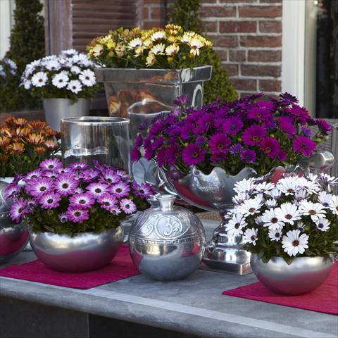 photo of flower to be used as: Pot and bedding Osteospermum Mix