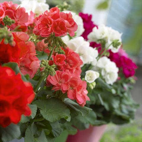 Foto fiore da  Balcone, vaso Pelargonium zonale Master Idols® Mix