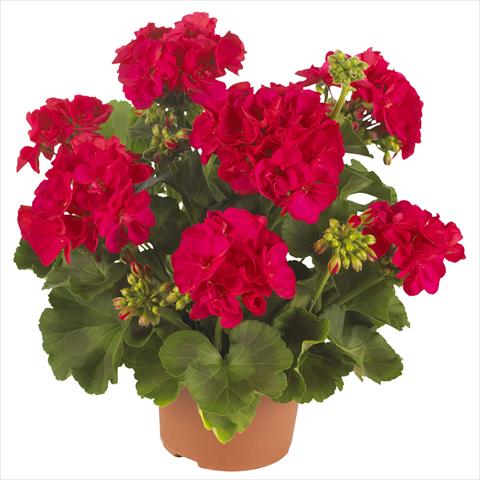 Foto fiore da  Balcone, vaso Pelargonium zonale Summer Idols® Cerise