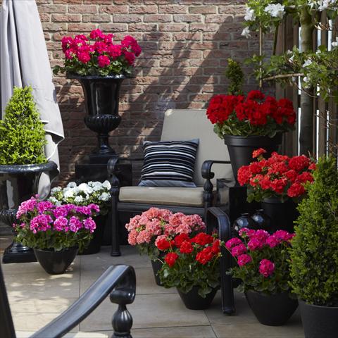 Foto fiore da  Balcone, vaso Pelargonium zonale Summer Idols® Mix