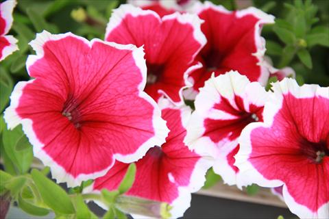 Foto fiore da  Vaso, balcone, basket Petunia Fortunia® Pink Picotee