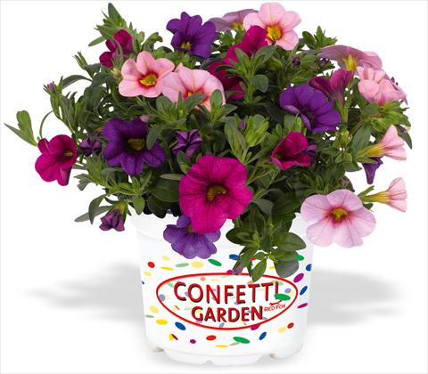 photo of flower to be used as: Pot, patio, basket 3 Combo RED FOX Confetti Garden Hawaiian Flamingo