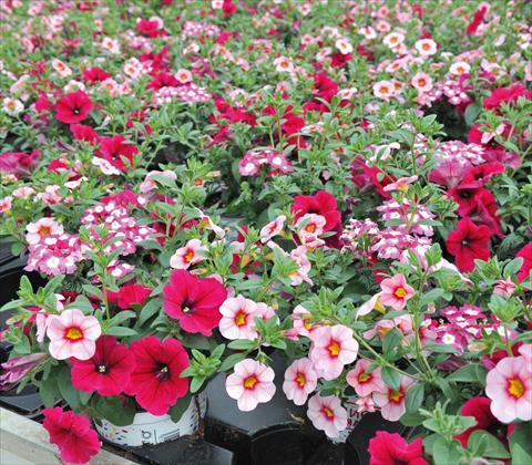 photo of flower to be used as: Pot, patio, basket 3 Combo RED FOX Confetti Garden Hot Pink Jazz
