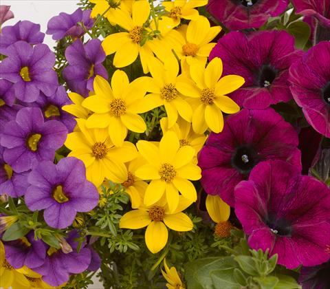 photo of flower to be used as: Pot, patio, basket 3 Combo RED FOX Confetti Garden Nightlights