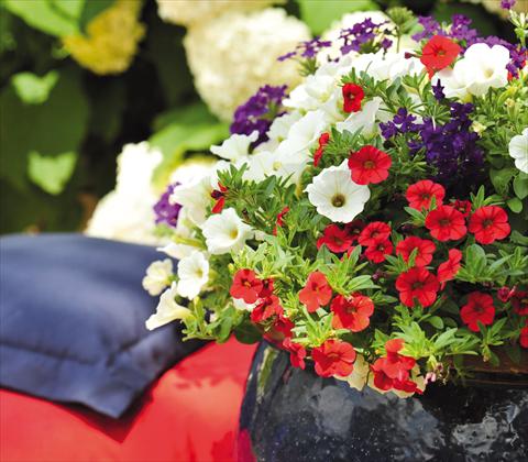 photo of flower to be used as: Pot, patio, basket 3 Combo RED FOX Confetti Garden Patriot