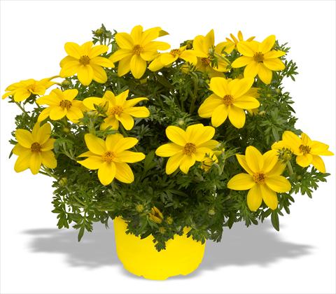 Foto fiore da  Vaso, balcone, basket Bidens ferulifolia Bidy Gonzales Big