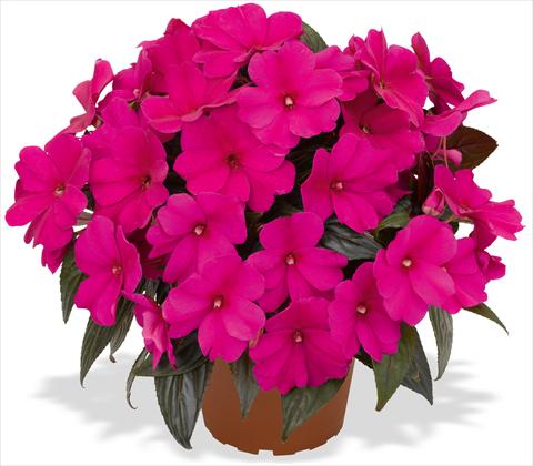 Foto fiore da  Vaso e aiola Impatiens N. Guinea RED FOX Magnum Blue