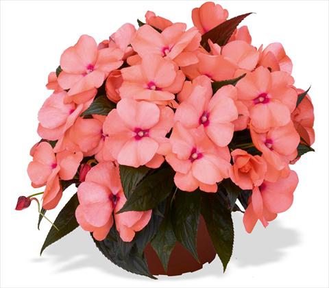 Foto fiore da  Vaso e aiola Impatiens N. Guinea RED FOX Magnum Peach