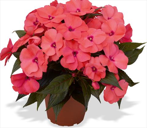 Foto fiore da  Vaso e aiola Impatiens N. Guinea RED FOX Magnum Salmon