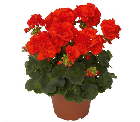 Foto fiore da  Balcone, vaso Pelargonium zonale Andria