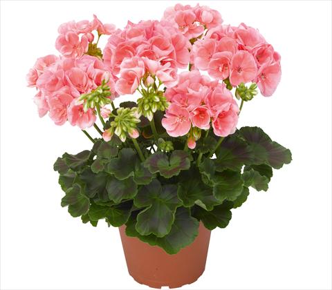 Foto fiore da  Balcone, vaso Pelargonium zonale RED FOX Survivor Salmon Sensation