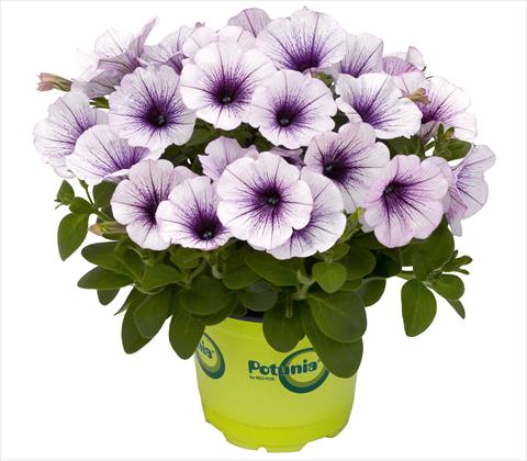 Foto fiore da  Vaso, balcone, basket Petunia RED FOX Potunia® Piccola Blue Ice