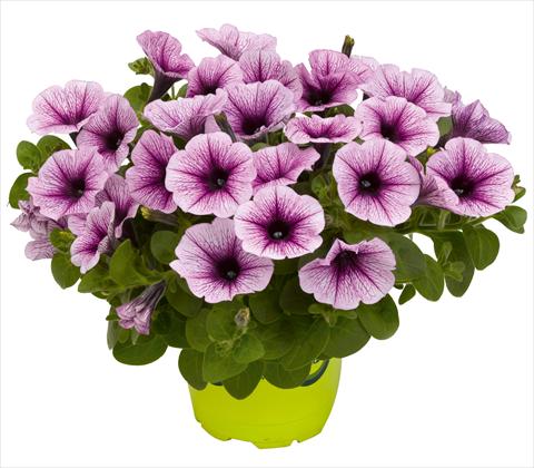 Foto fiore da  Vaso, balcone, basket Petunia x hybrida RED FOX Potunia® Piccola Purple Ice