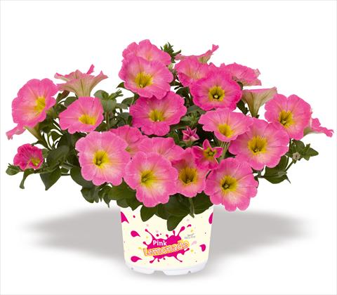 Foto fiore da  Vaso, balcone, basket Petunia x hybrida RED FOX Surprise Pink Lemonade