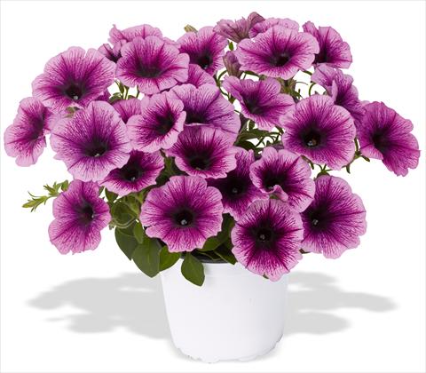 Foto fiore da  Vaso, balcone, basket Petunia x hybrida RED FOX Sweetunia® Grape Ice