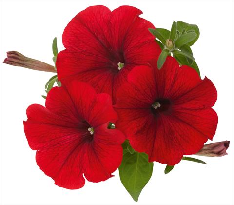 Foto fiore da  Vaso, balcone, basket Petunia x hybrida RED FOX Sweetunia® Hot Rod Red