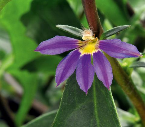 Foto fiore da  Vaso, aiuola, balcone, basket Scaevola aemula RED FOX Scala Blue