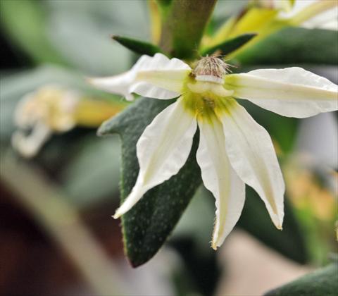 Foto fiore da  Vaso, aiuola, balcone, basket Scaevola aemula RED FOX Scala White