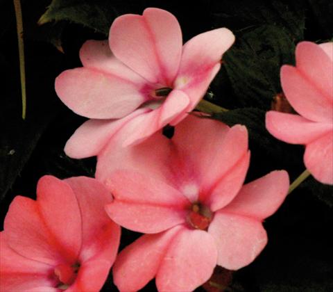 Foto fiore da  Vaso e aiola Impatiens N. Guinea SunPatiens® Compact Blush Pink