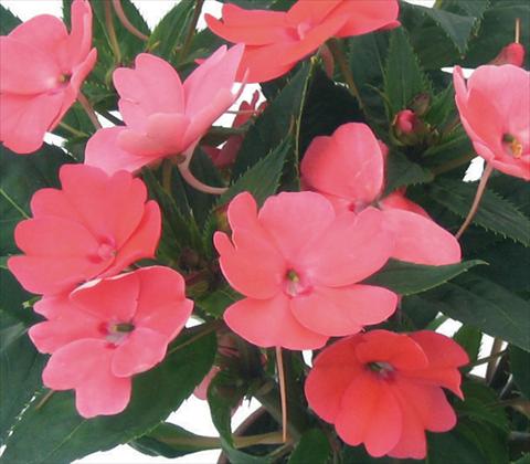 Foto fiore da  Vaso e aiola Impatiens N. Guinea SunPatiens® Compact Coral