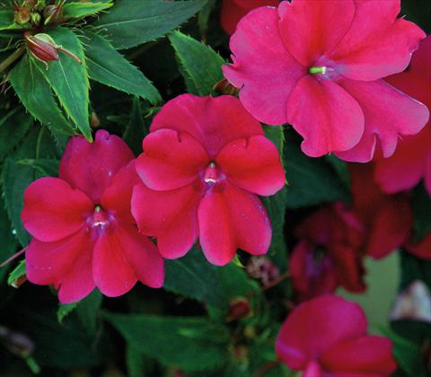 Foto fiore da  Vaso e aiola Impatiens N. Guinea SunPatiens® Compact Magenta