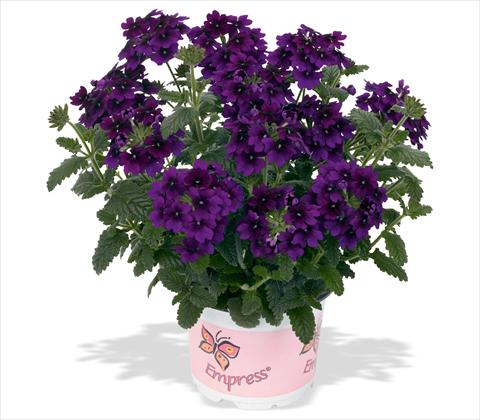 Foto fiore da  Vaso, balcone, basket Verbena RED FOX Empress Flair Violet Blue