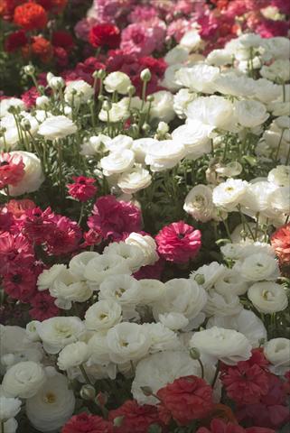 photo of flower to be used as: Pot and bedding Ranunculus asiaticus Bloomingdale Mix