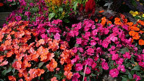 Foto fiore da  Vaso e aiola Impatiens N. Guinea SunPatiens® Compact Magenta Orange