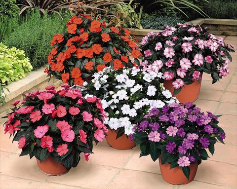 Foto fiore da  Vaso e aiola Impatiens N. Guinea SunPatiens® Compact Series