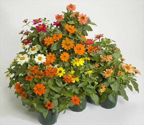 photo of flower to be used as: Pot and bedding Zinnia interspecifica Profusion Mix