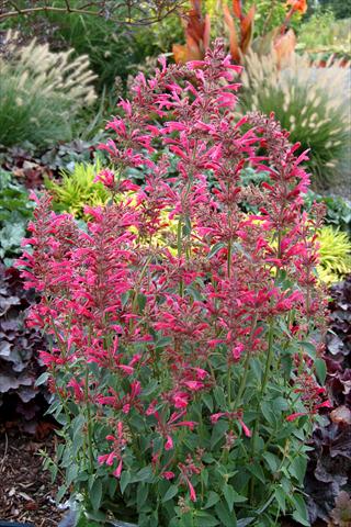 Foto fiore da  Vaso e aiola Agastache Raspberry Summer