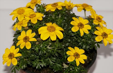 Foto fiore da  Vaso, balcone, basket Bidens ferulifolia Improved Oly Star 2Teeth®