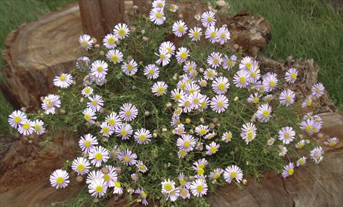 Foto fiore da  Vaso e aiola Brachyscome Africana