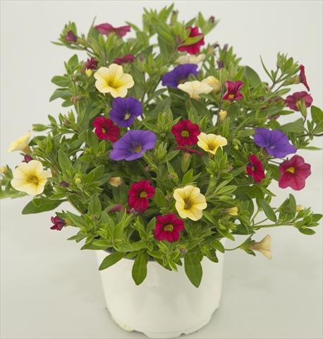 Foto fiore da  Vaso, balcone, basket 3 Combo Calibrachoa Checkies Blue Wine Goldberry