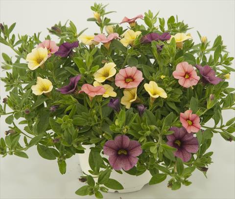 Foto fiore da  Vaso, balcone, basket 3 Combo Calibrachoa Checkies Peach Plum Goldberry