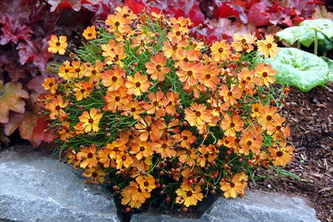 Foto fiore da  Vaso e aiola Coreopsis grandiflora Mango Punch