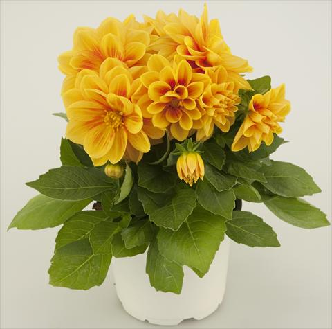 Foto fiore da  Vaso e aiola Dahlia Starlias Yellow Orange Splash