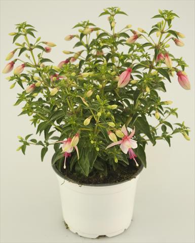 Foto fiore da  Vaso e aiola Fuchsia Summermelody® Sunantonio