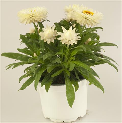 Foto fiore da  Vaso e aiola Helichrysum (Bracteantha) Xagros® Weiss