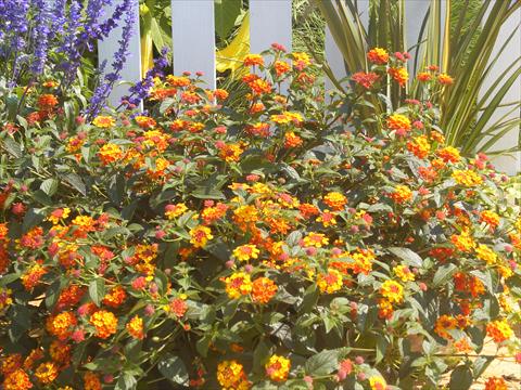 Foto fiore da  Vaso e aiola Lantana camara Simon Rot