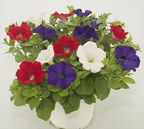 Foto fiore da  Vaso, balcone, basket 3 Combo Checkies Red White Blue