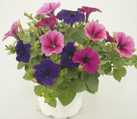 Foto fiore da  Vaso, balcone, basket 3 Combo Checkies Rose vein Purple Violet indigo