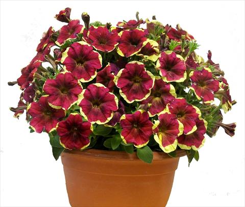 Foto fiore da  Vaso, balcone, basket Petunia Purple Yellow Circle Sunpleasure®