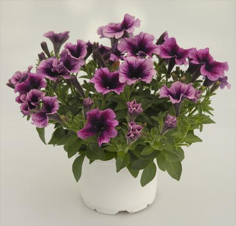 Foto fiore da  Vaso, balcone, basket Petunia Violet Black Vein Sweetpleasure®