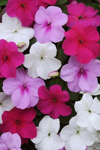 Foto fiore da  Vaso e aiola Impatiens walleriana Impreza™ Wedgewood Mix