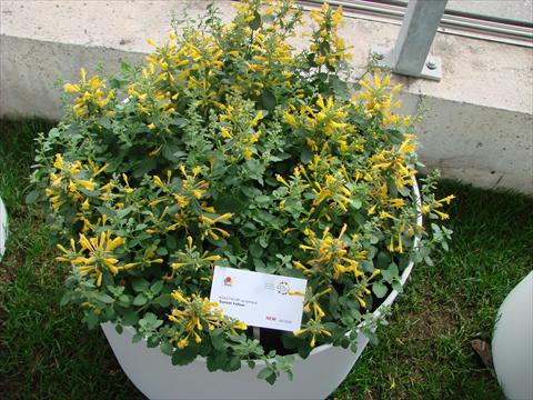 Foto fiore da  Vaso e aiola Agastache aurantiaca Sunset Yellow