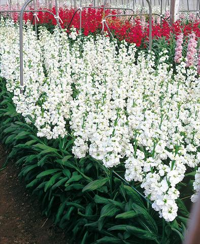 Foto fiore da  Reciso Matthiola incana Regal White