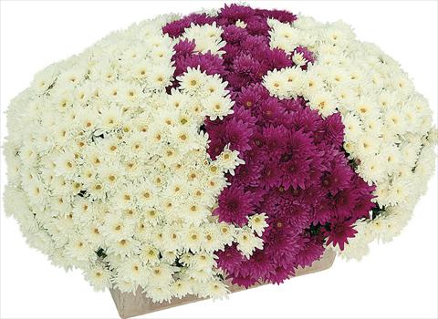 photo of flower to be used as: Pot and bedding 2 Combo Yahou® Coco - Senso®